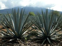 La riqueza natural y cultural de México está considerada entre las cinco naciones mega diversas del mundo. ARCHIVO  /