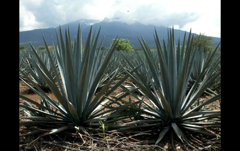 La riqueza natural y cultural de México está considerada entre las cinco naciones mega diversas del mundo. ARCHIVO  /