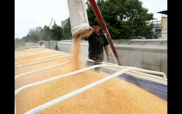 México ya cuenta con el genoma (mapa genético) del maíz utilizado para las palomitas. ARCHIVO  /