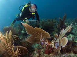 Los ecologistas pedirán en la próxima reunión de Cambio Climático en Cancún protección para esta especie. GREENPEACE.OSR  /