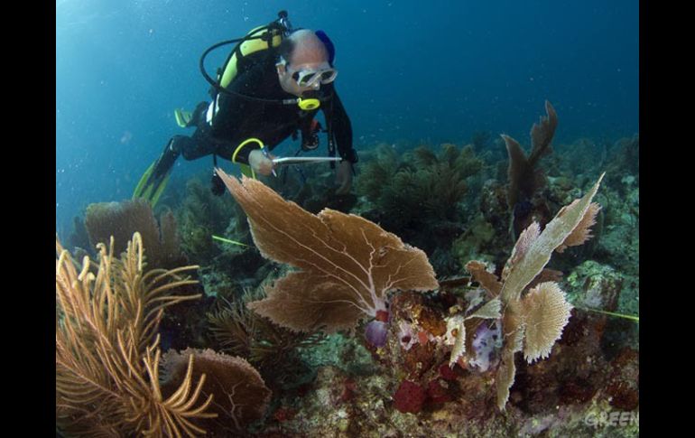 Los ecologistas pedirán en la próxima reunión de Cambio Climático en Cancún protección para esta especie. GREENPEACE.OSR  /