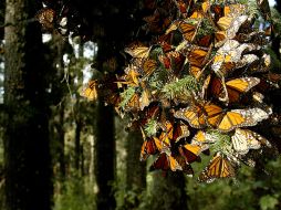 Ejidatarios de la Reserva de la Biosfera de la Mariposa Monarca mantendrán la vigilancia de la zona.  ARCHIVO  /