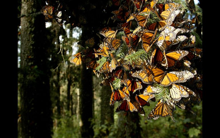 Ejidatarios de la Reserva de la Biosfera de la Mariposa Monarca mantendrán la vigilancia de la zona.  ARCHIVO  /