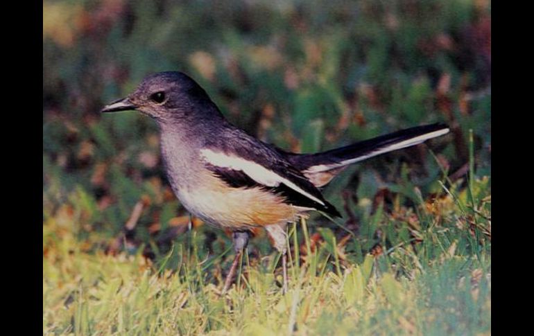 Entre las aves que le decomisaron había nueve currucas, un petirrojo, siete pinzones reales y 83 pinzones comunes. EFE  /