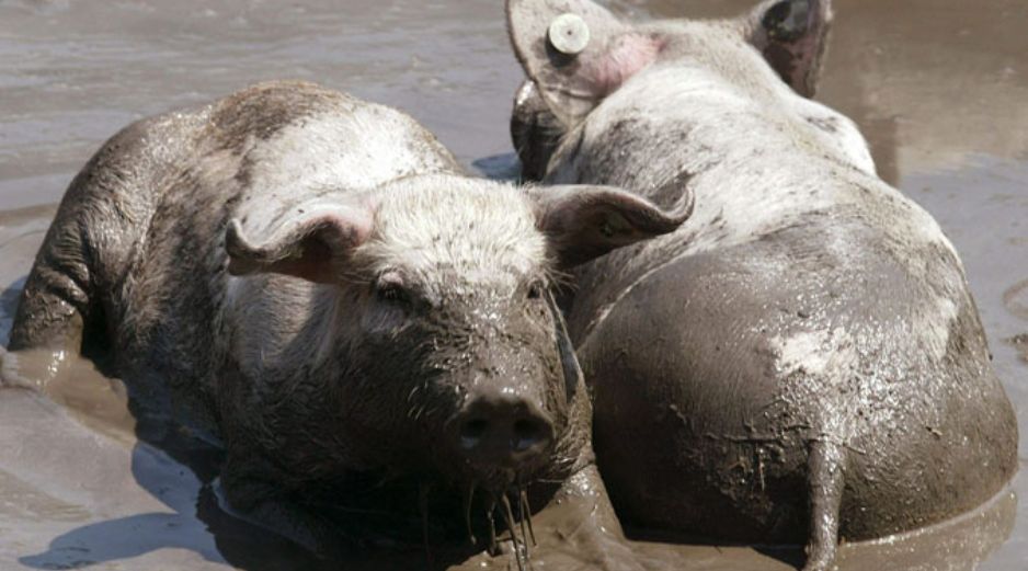 Actualmente se importa 38% de la demanda de carne de borrego. EL INFORMADOR  /