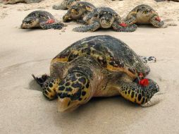 Tortugas en un proyecto de protección. Proteger la biodiversidad es más que luchar por el medioambiente, dice el estudio. EFE  /