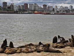 Vista de lobos marinos en Cabo Corrientes, Mar del Plata, Argentina. EFE  /