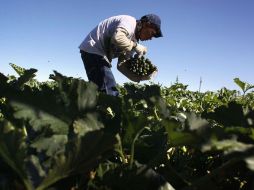 Un inmigrante mexicano cosecha Zucchini (calabazas) en una granja de Colorado, Estados Unidos. AFP  /