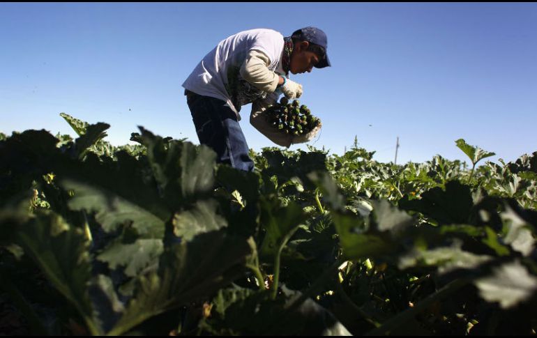 Un inmigrante mexicano cosecha Zucchini (calabazas) en una granja de Colorado, Estados Unidos. AFP  /