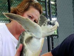 Las tortugas estaban en un mal estado de salud y tenían conchas y algas pegadas al caparazón y otras partes del cuerpo. AP  /