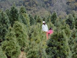 Según la Conafor, el mercado mexicano de árboles de Navidad demanda 1.8 millones de plantas cada año. ARCHIVO  /