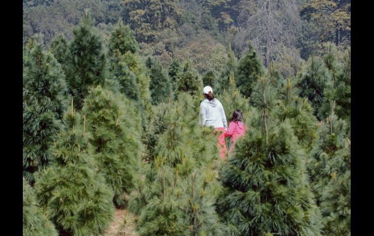 Según la Conafor, el mercado mexicano de árboles de Navidad demanda 1.8 millones de plantas cada año. ARCHIVO  /