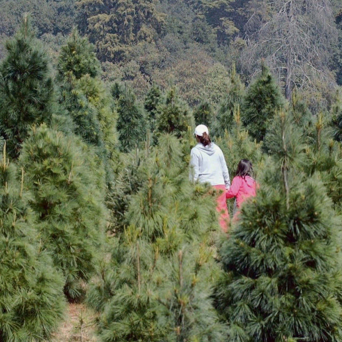 Obtienen primeros árboles de Navidad en Zapopan | El Informador