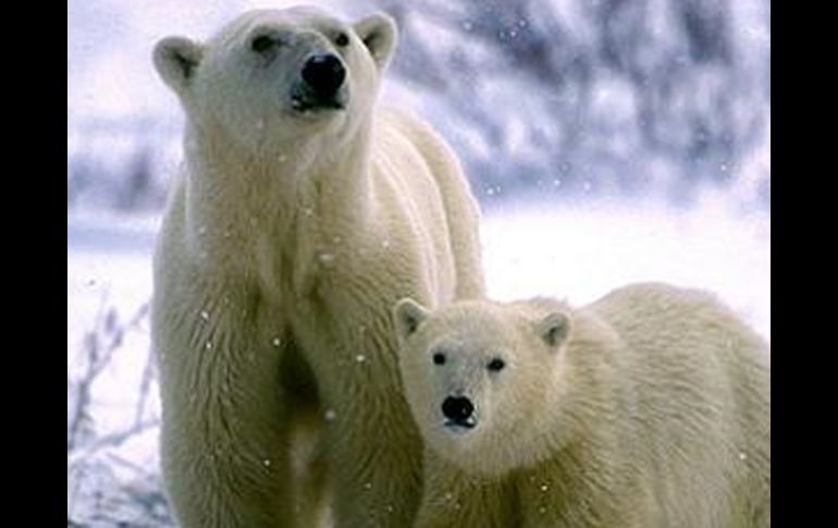 Suponen que los osos polares, tendrán que pasar más tiempo en territorio de los osos pardos. ESPECIAL  /