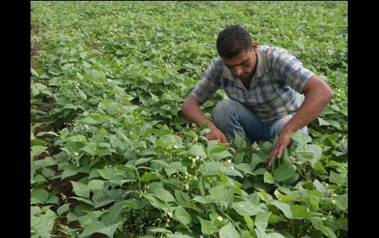 En la actualidad se consume un 50 por ciento más de lo que la Tierra es capaz producir. AFP  /