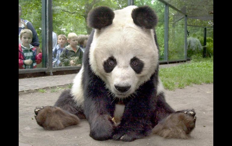 Lang Lang fue uno pandas que viajó a Beijing con motivo de los Juegos Olímpicos y recibió cerca de 2.1 millones de visitas. EFE  /