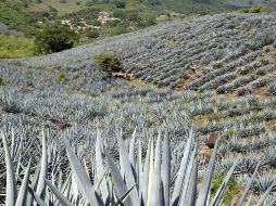 El paisaje agavero del municipio de Amatitán es parte de la Ruta del Tequila. ARCHIVO  /