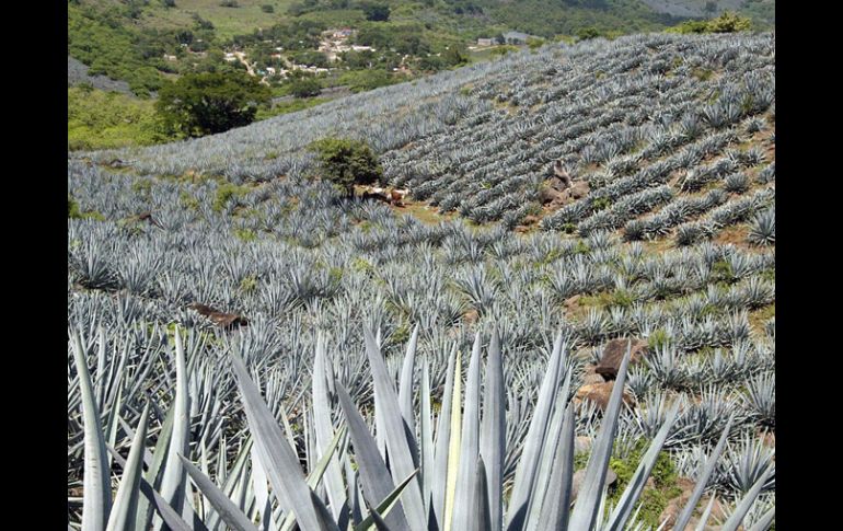 El paisaje agavero del municipio de Amatitán es parte de la Ruta del Tequila. ARCHIVO  /