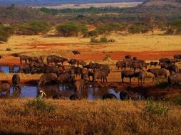 La especie fue avistada en el Parque Nacional del Serengueti, en Tanzania. ESPECIAL  /