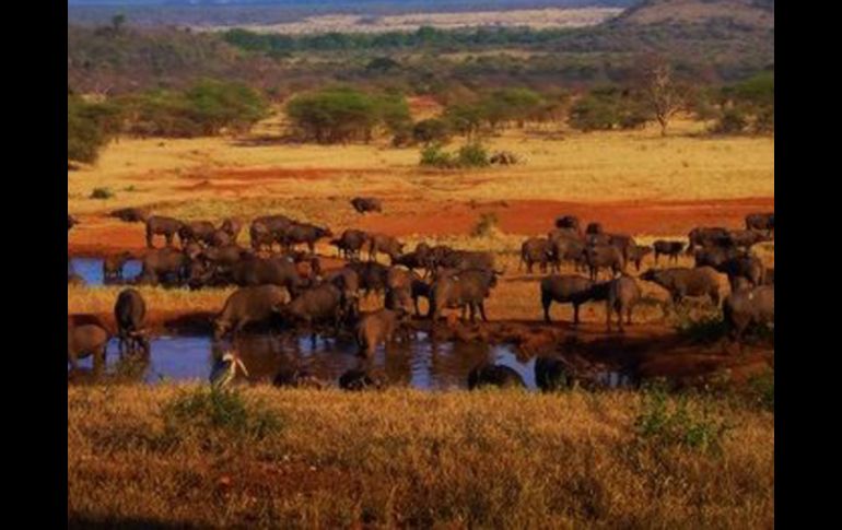 La especie fue avistada en el Parque Nacional del Serengueti, en Tanzania. ESPECIAL  /