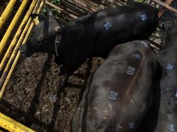 Cada animal llevaría un arete con un chip para lamacenar los datos de su vida útil. ARCHIVO  /