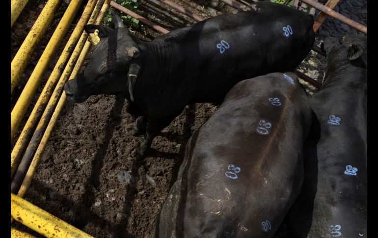 Cada animal llevaría un arete con un chip para lamacenar los datos de su vida útil. ARCHIVO  /