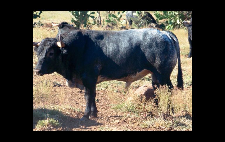 El toro marcado con el número 104, forma parte del encierro para la octava corrida de la Temporada Grande en la México. ESPECIAL  /