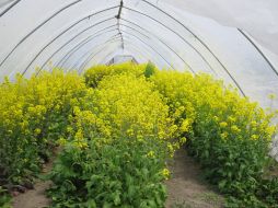 En estas pruebas se detectó que las películas formuladas con nanopartículas presentaron un mejor desarrollo del cultivo. ID  /