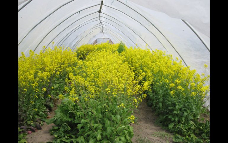 En estas pruebas se detectó que las películas formuladas con nanopartículas presentaron un mejor desarrollo del cultivo. ID  /