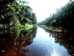 La amazonía cuenta con 25 mil especies de plantas. ESPECIAL  /