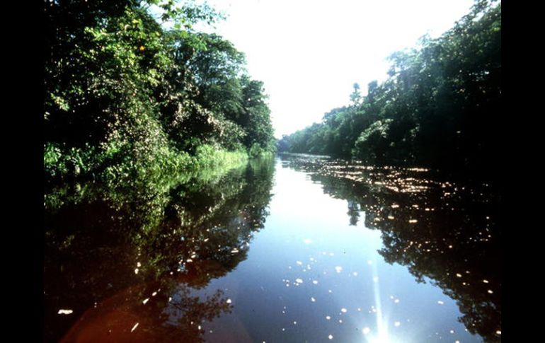 La amazonía cuenta con 25 mil especies de plantas. ESPECIAL  /