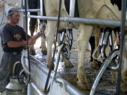 Jalisco aporta el 17% del total de la producción de leche en México pero se ve afectado por la importación de este alimento. ARCHIVO  /