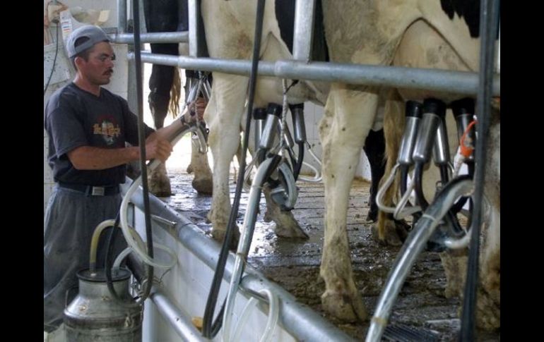 Jalisco aporta el 17% del total de la producción de leche en México pero se ve afectado por la importación de este alimento. ARCHIVO  /