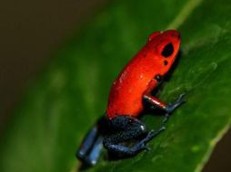 Los anfibios de Costa Rica se ven amenazadas por el calentamiento global.EFE  /