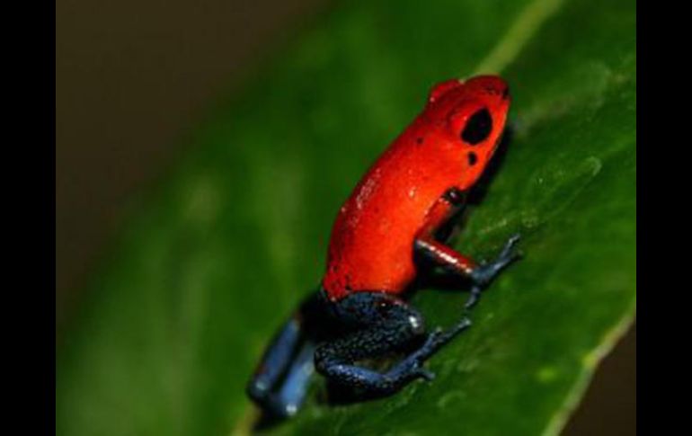 Los anfibios de Costa Rica se ven amenazadas por el calentamiento global.EFE  /