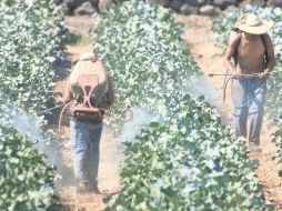 Pese a que el agro genera un importante número de fuentes de empleo, no siempre se registran ante el IMSS. ARCHIVO  /