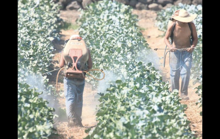 Pese a que el agro genera un importante número de fuentes de empleo, no siempre se registran ante el IMSS. ARCHIVO  /