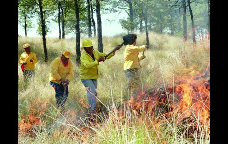 Zapopan realiza labores preventivas para control y combate de incendios forestales en esta temporada de estiaje. ARCHIVO  /