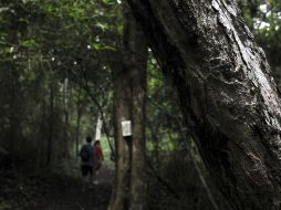 Las principales amenazas son la conversión de los ecosistemas naturales a sistemas productivos. EFE  /