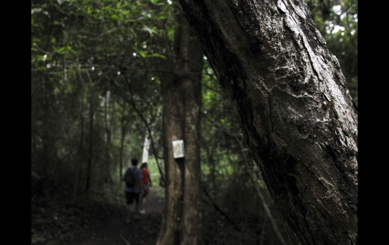 Las principales amenazas son la conversión de los ecosistemas naturales a sistemas productivos. EFE  /