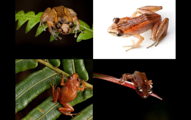 Los expertos de la biodiversidad no encontraron la rana que buscaban, pero sí hallaron seis especies que se creían desaparecidas. AFP  /