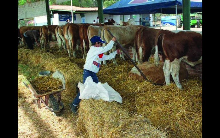 Este proyecto pretende integrar a ganaderos y agricultores de la región para varios beneficios. ARCHIVO  /