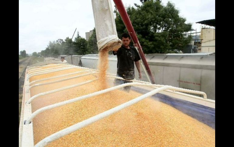 Jalisco produce en promedio anual tres millones de toneladas de maíz, pero su consumo total supone más de cuatro millones. ARCHIVO  /