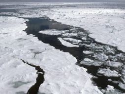 La investtigación se realizó analizando huevos de aves recogidas de colonias en el Mar de Bering y el Océano Ártico. EL UNIVERSAL  /