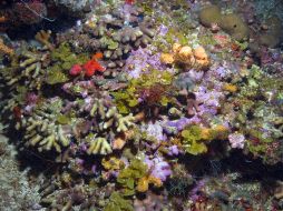 La principal causa del blanqueamiento o decoloración del coral es el aumento en la temperatura del agua. AP  /