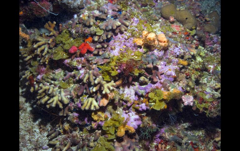 La principal causa del blanqueamiento o decoloración del coral es el aumento en la temperatura del agua. AP  /