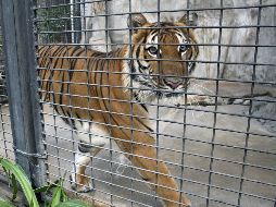 Las jaulas donde se encuentran los animales son extremadamente pequeñas. EFE  /