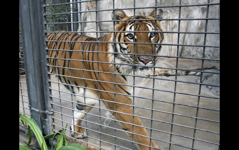 Las jaulas donde se encuentran los animales son extremadamente pequeñas. EFE  /