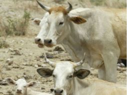 Entre las 20 mil  cabezas de ganado muertas, se encontraban vacas y búfalos. ARCHIVO  /