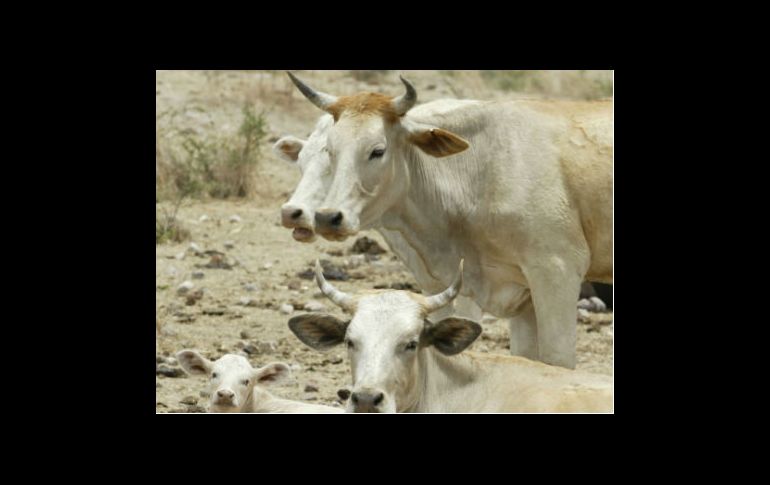 Entre las 20 mil  cabezas de ganado muertas, se encontraban vacas y búfalos. ARCHIVO  /